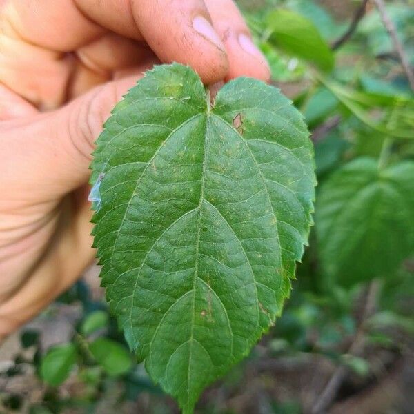 Tragia furialis Leaf