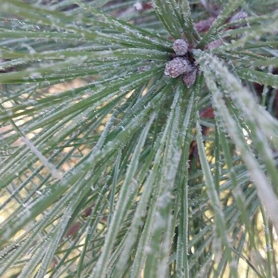 Pinus pinaster Leaf