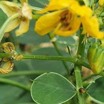 Senna obtusifolia Floro