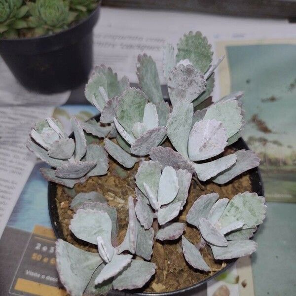 Kalanchoe laxiflora Leaf