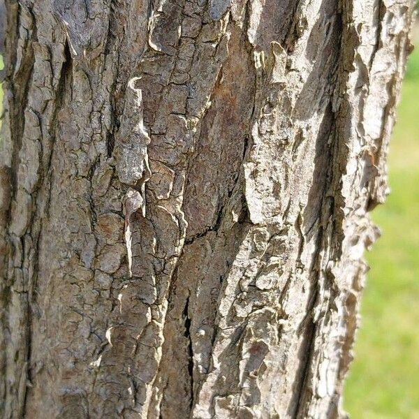 Robinia neomexicana Casca