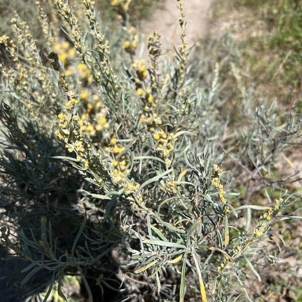 Artemisia cana Flower