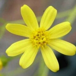 Senecio marnieri 花