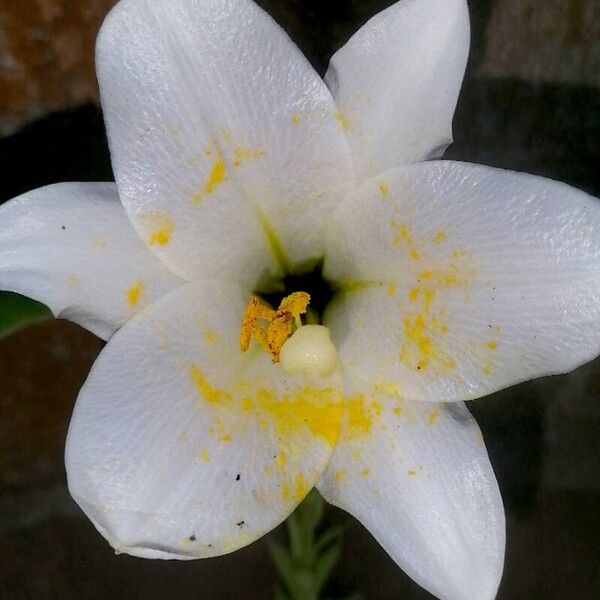 Lilium candidum Floro