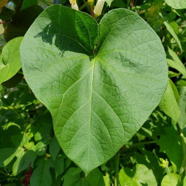 Ipomoea nil Leaf