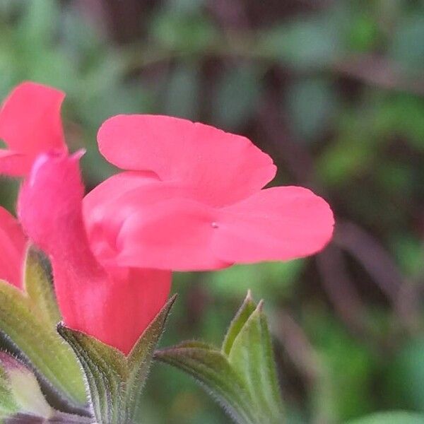 Salvia microphylla Кветка