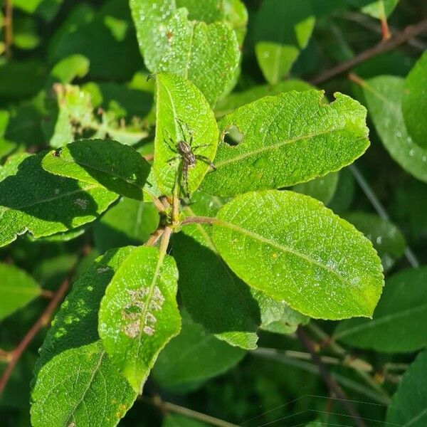 Salix aurita Leaf