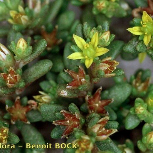 Sedum litoreum Inny