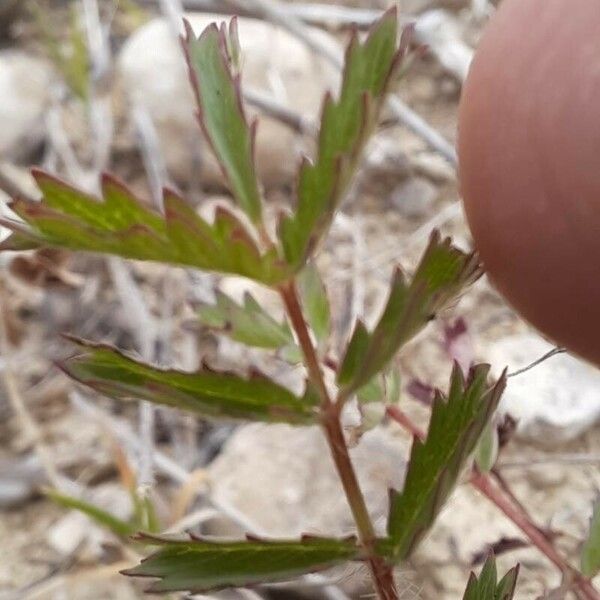 Sanguisorba minor ഇല