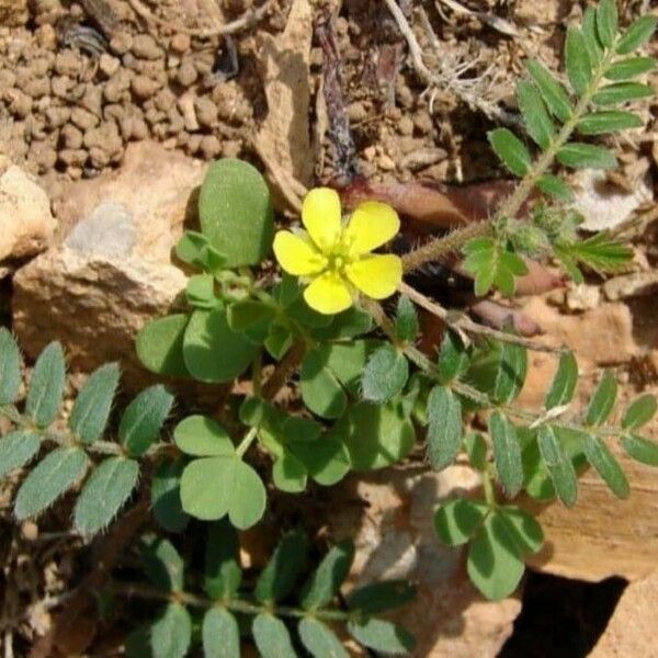 Tribulus terrestris Листок