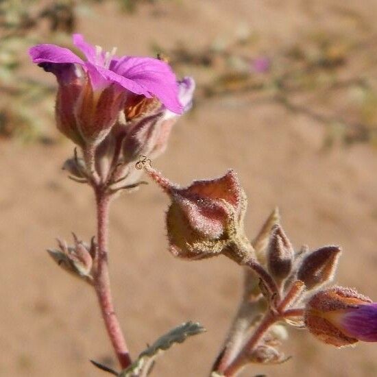 Melochia tomentosa Flor