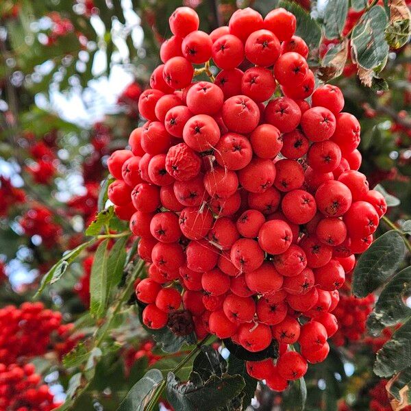 Sorbus aucuparia ഫലം