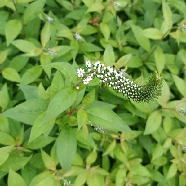 Lysimachia clethroides Flower