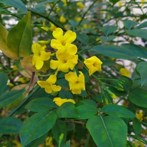 Jasminum odoratissimum Blomma