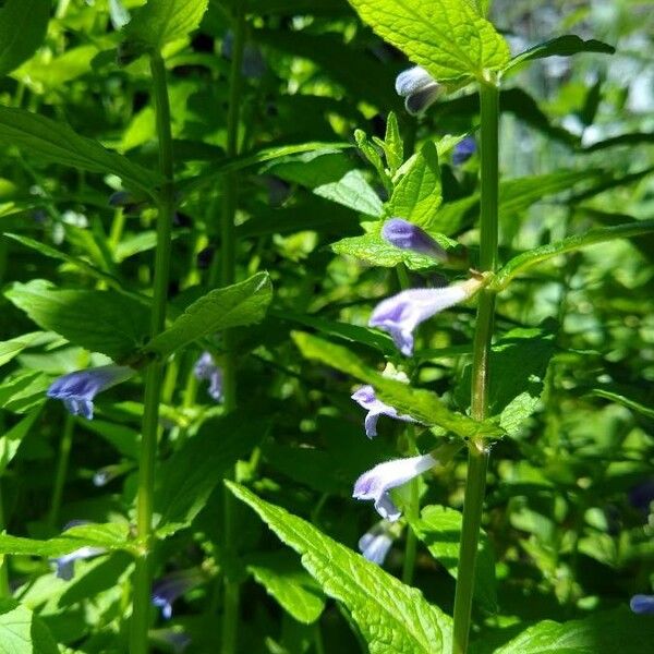 Scutellaria lateriflora Flower