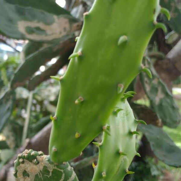 Opuntia cochenillifera Frunză