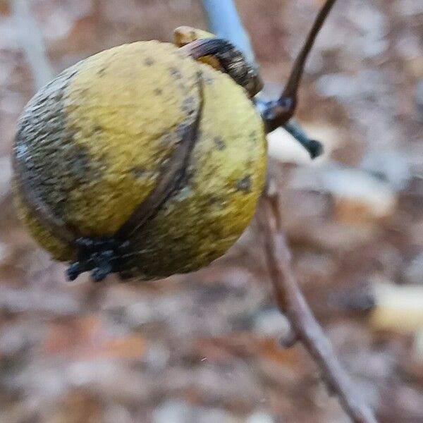 Carya glabra Fruto