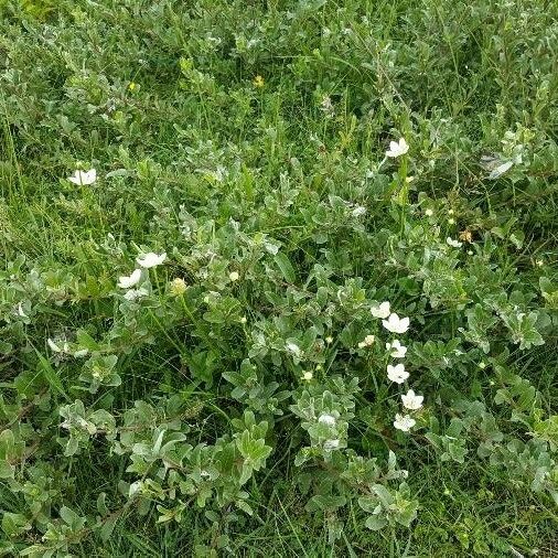 Parnassia palustris Habit