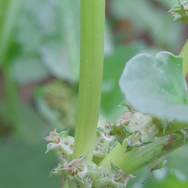 Rumex spinosus Bark