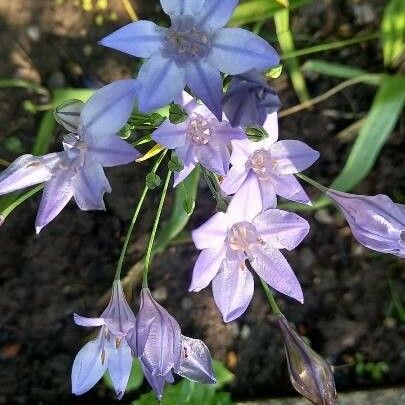 Triteleia laxa Çiçek