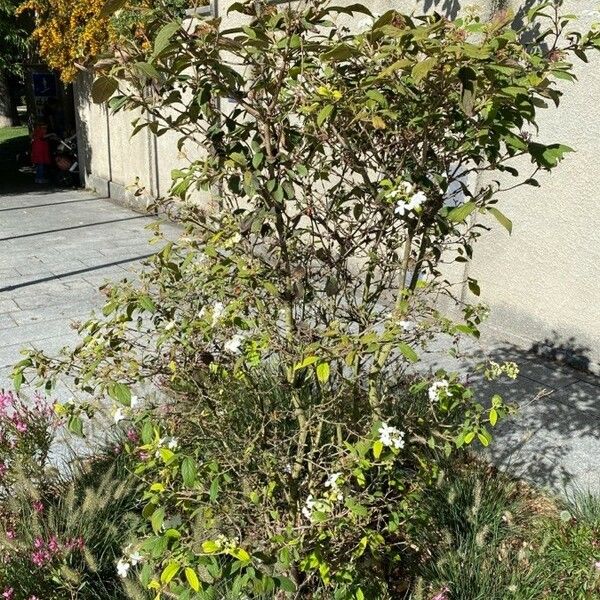 Viburnum plicatum Habit