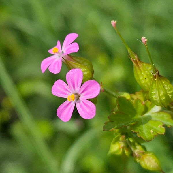 Geranium lucidum Flower