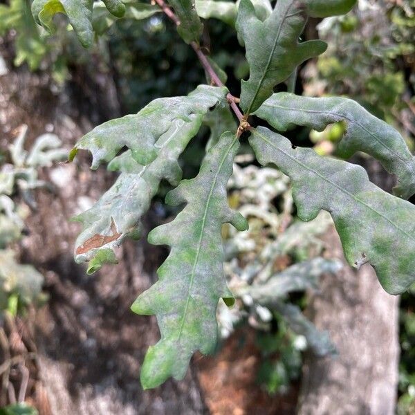 Quercus pyrenaica List