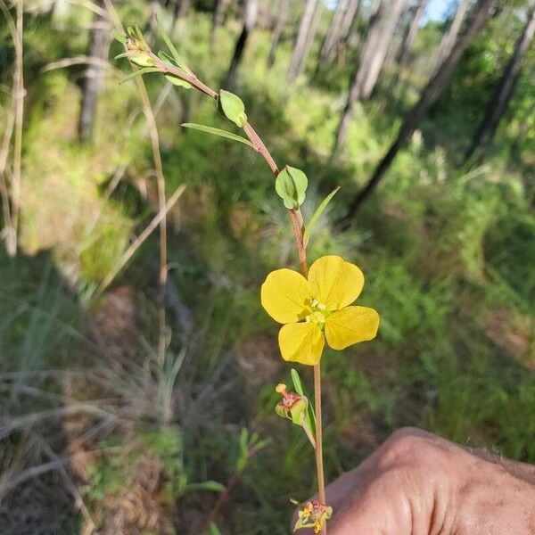 Ludwigia maritima (Seaside primrose-willow)