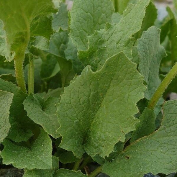 Doronicum plantagineum ഇല