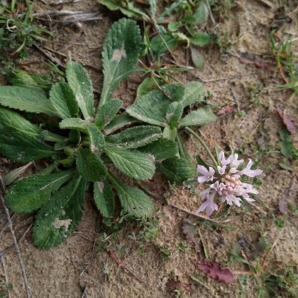 Scabiosa atropurpurea Hábito