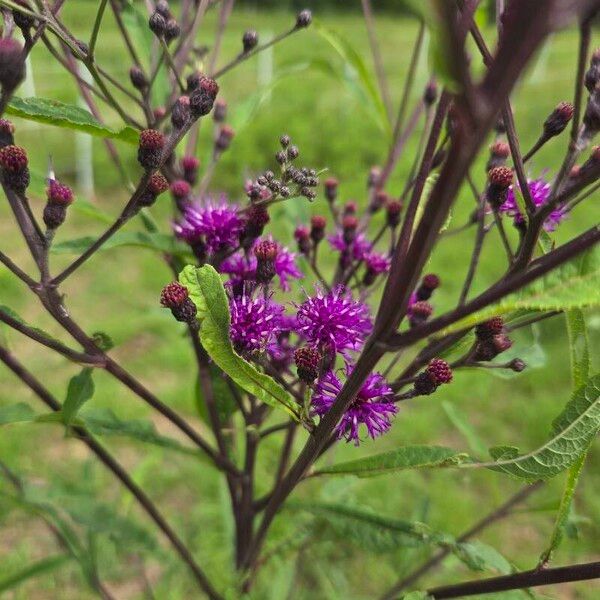 Vernonia noveboracensis Flower