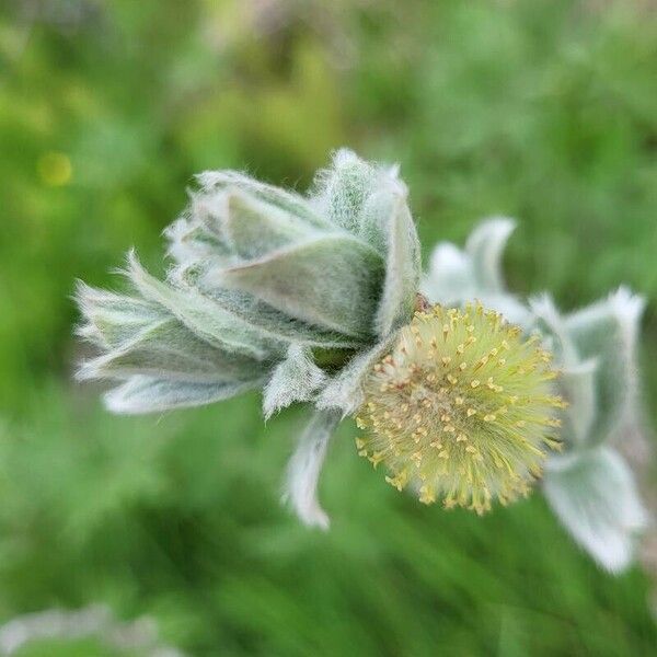 Salix lanata Blomma