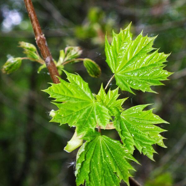 Acer platanoides Blad