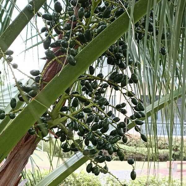 Livistona chinensis Fruit