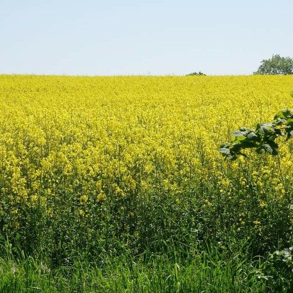 Brassica napus Yaprak