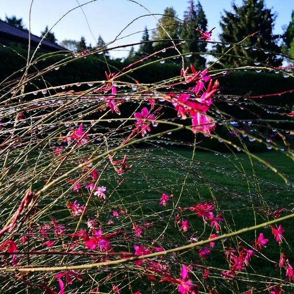 Oenothera gaura Flower