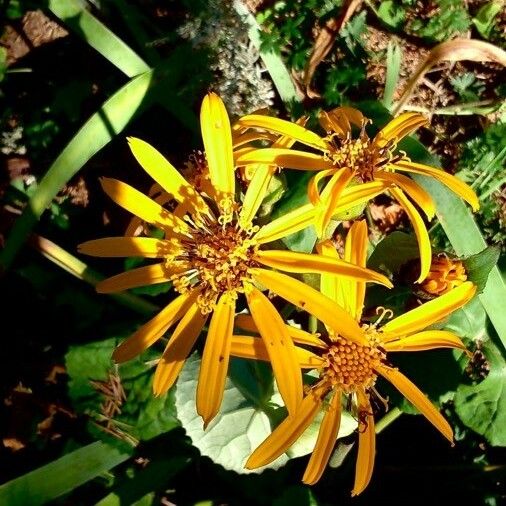 Ligularia dentata 花