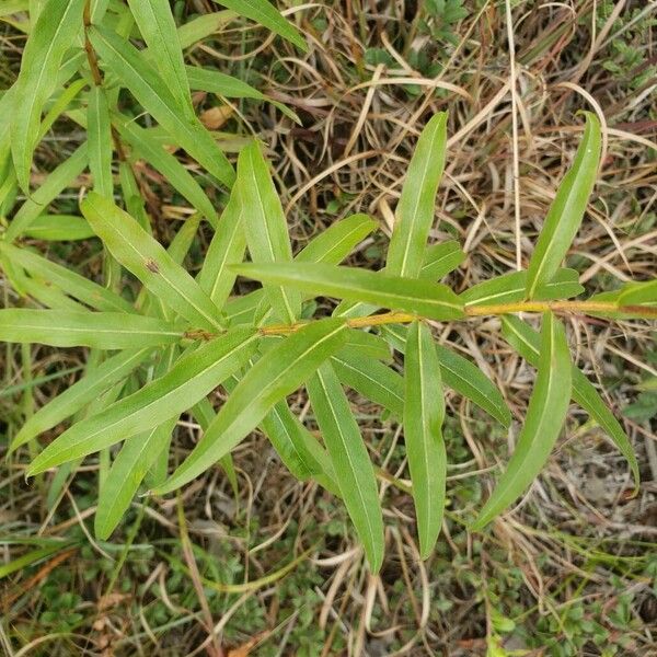 Solidago odora Leaf