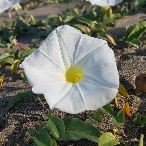 Ipomoea imperati Цветок