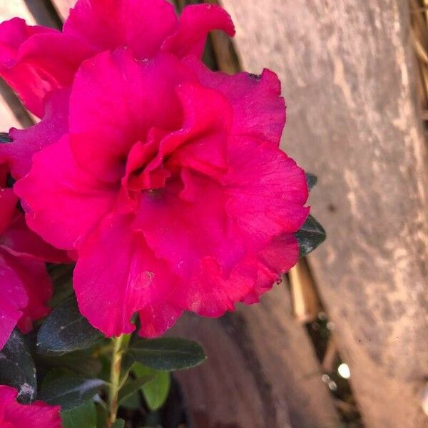 Rhododendron simsii Fleur