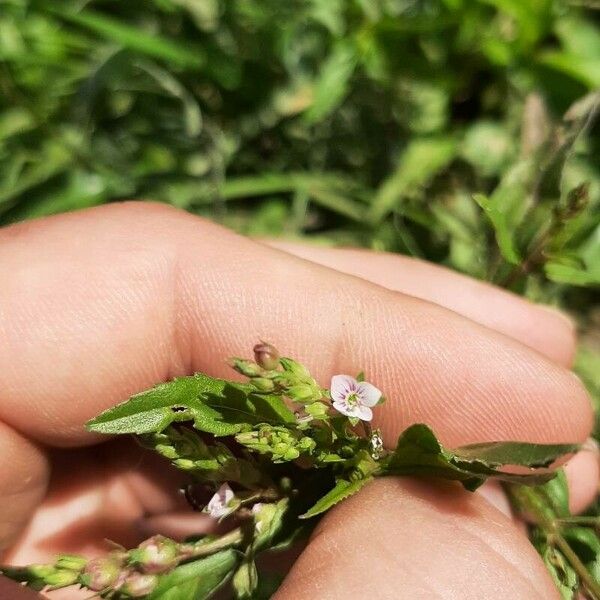 Veronica catenata Flower