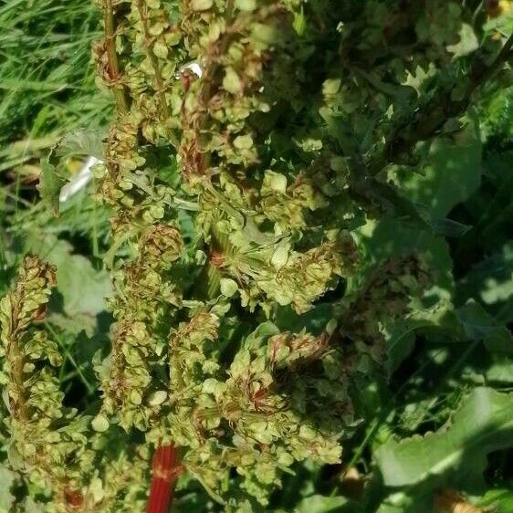 Rumex longifolius Fuelha