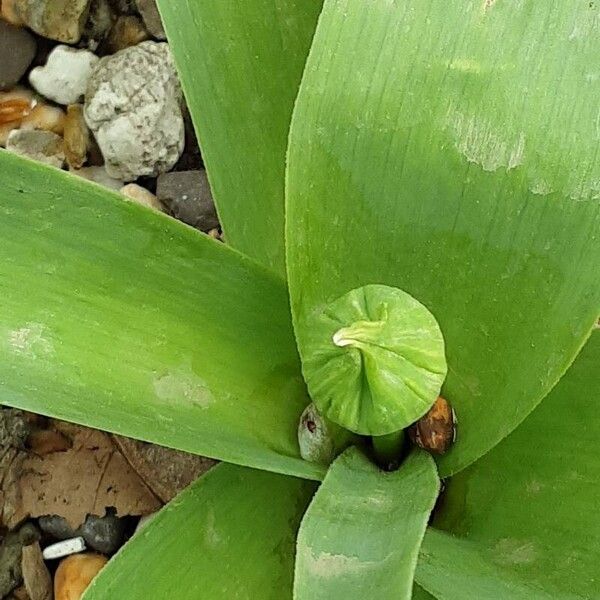 Allium giganteum Floare