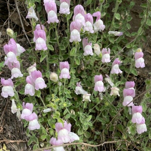 Antirrhinum hispanicum Blomst