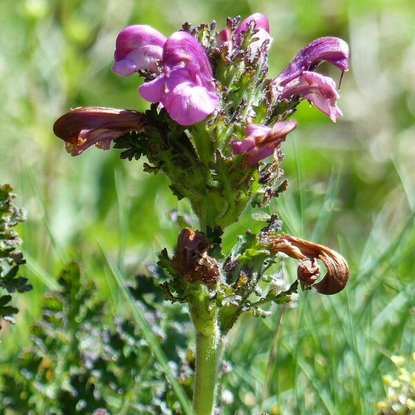 Pedicularis gyroflexa Flor