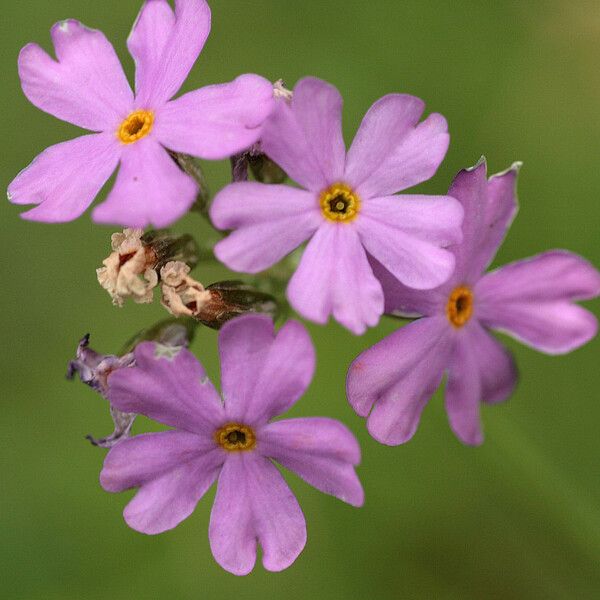 Primula laurentiana Kvet