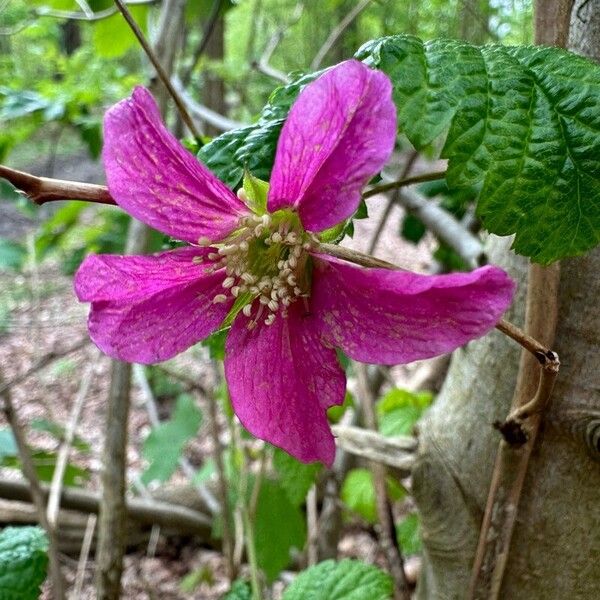 Rubus spectabilis Bloem