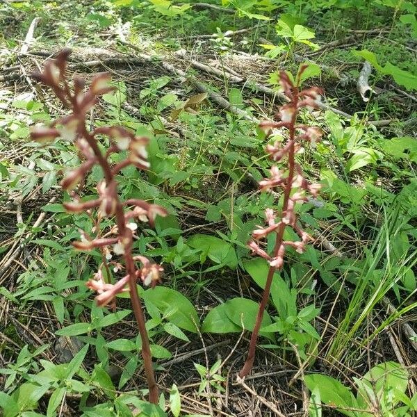 Corallorhiza maculata Flower