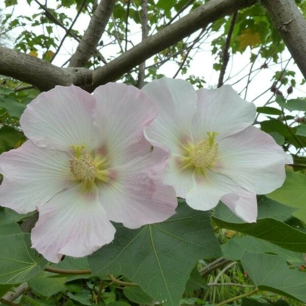 Hibiscus mutabilis Λουλούδι