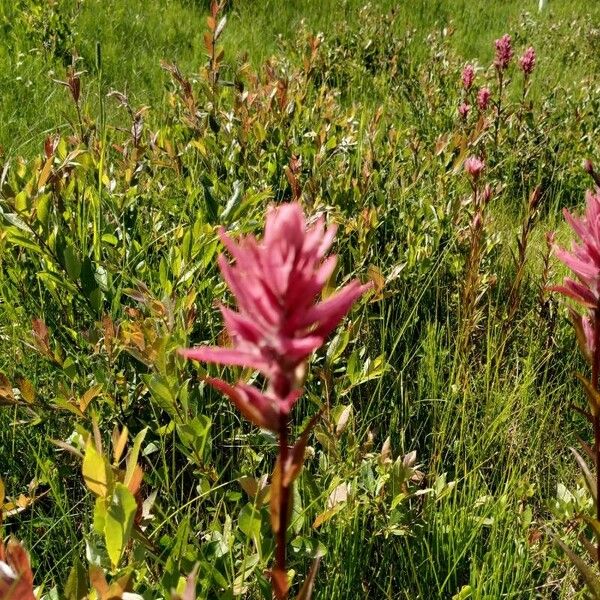 Castilleja parviflora Квітка